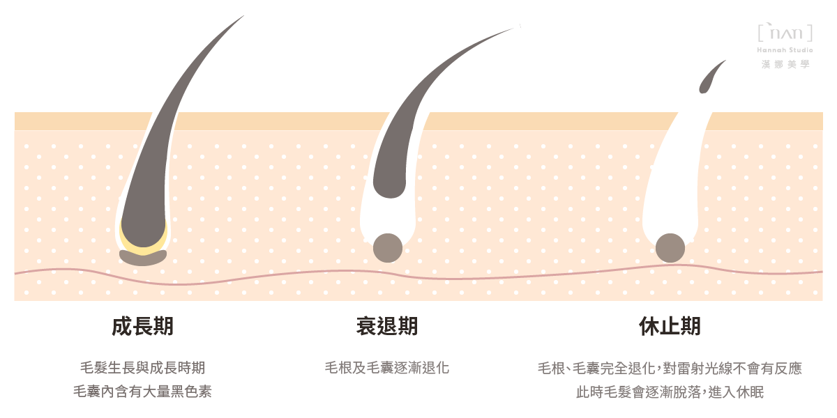 解毛髮的生長週期-漢娜美學專業除毛